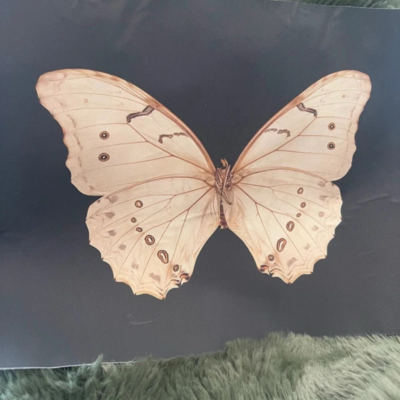 The Night Messenger | Detailed Moth Art Print