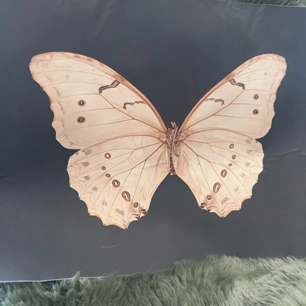 The Night Messenger | Detailed Moth Art Print