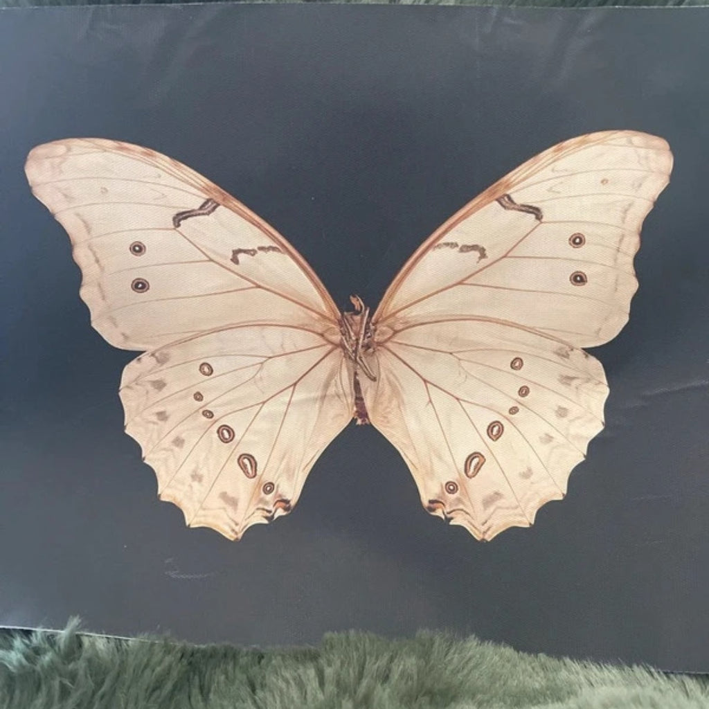 The Night Messenger | Detailed Moth Art Print