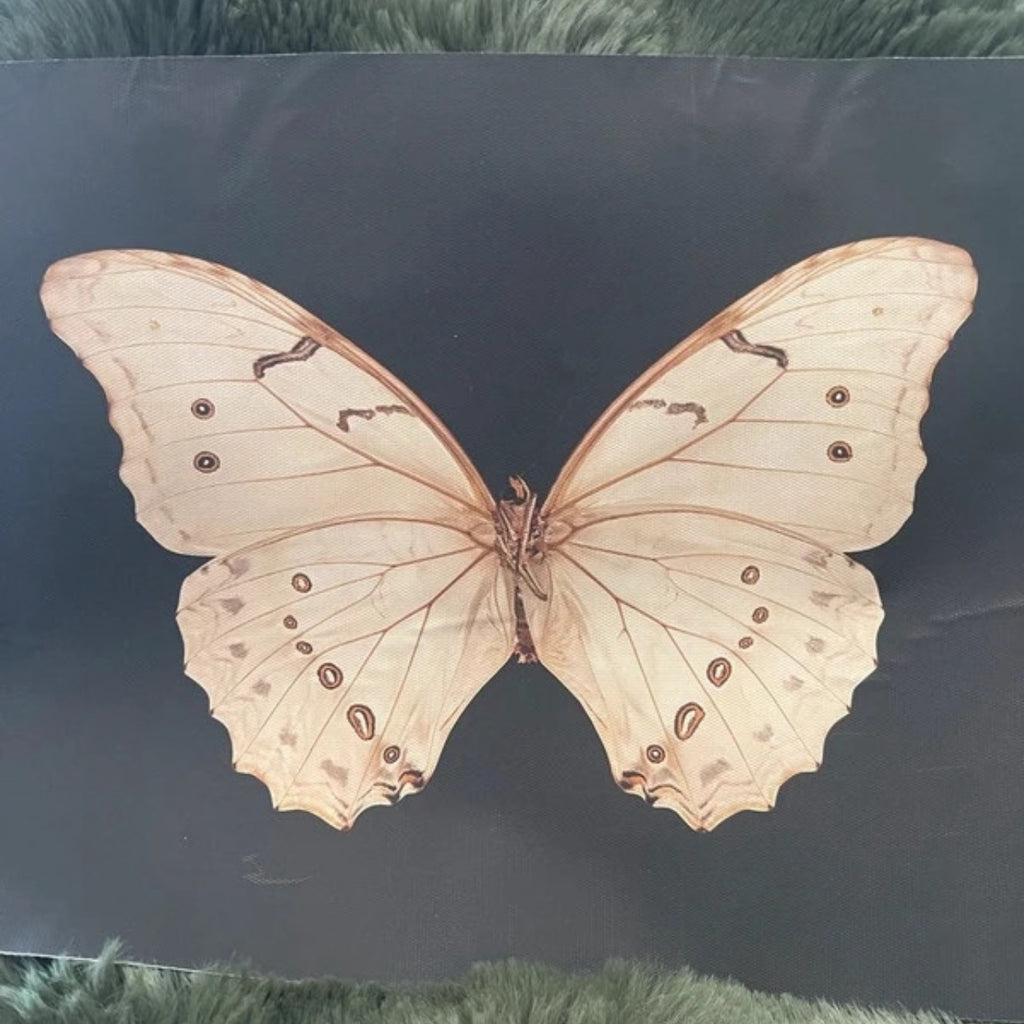 The Night Messenger | Detailed Moth Art Print