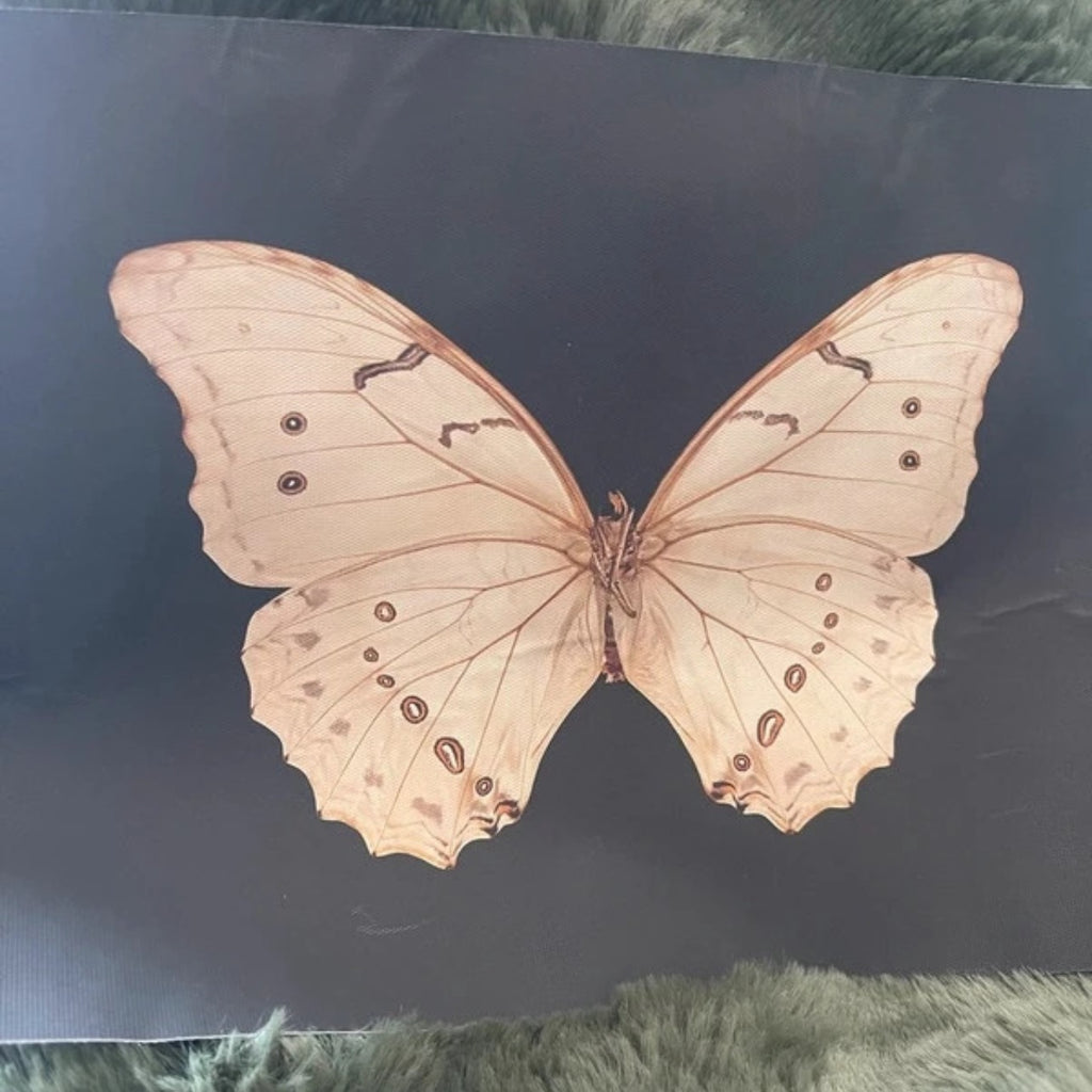 The Night Messenger | Detailed Moth Art Print