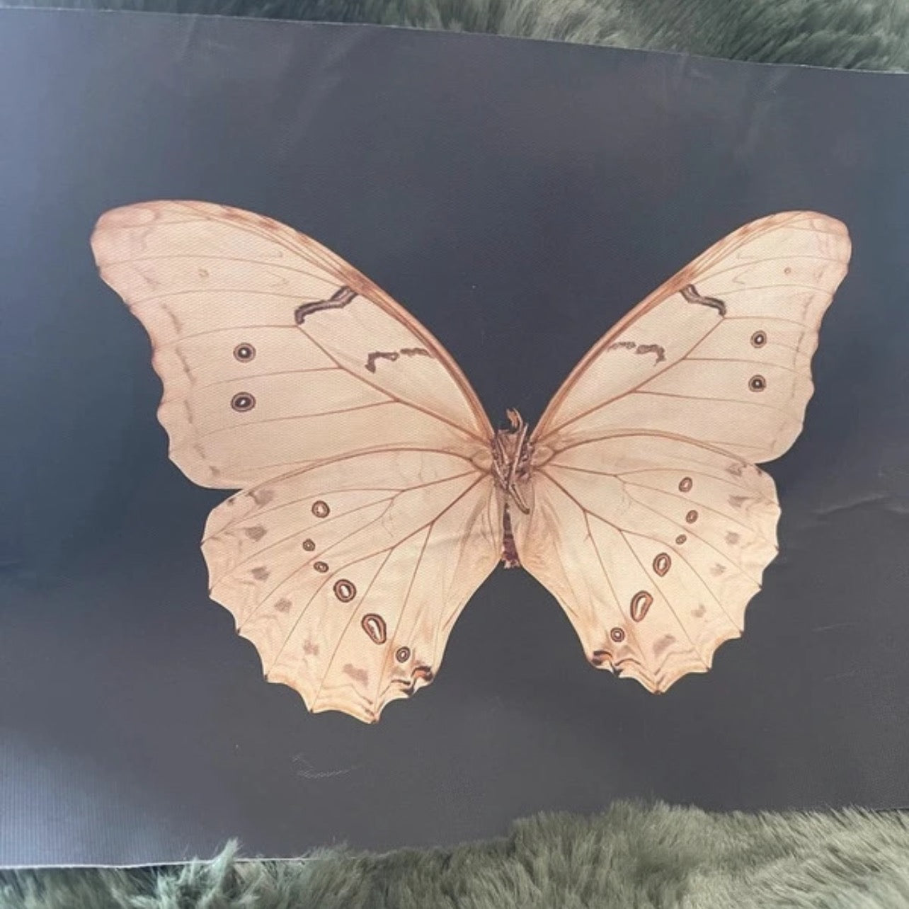The Night Messenger | Detailed Moth Art Print