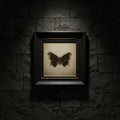 Butterfly with brown and orange wings on a dark background 