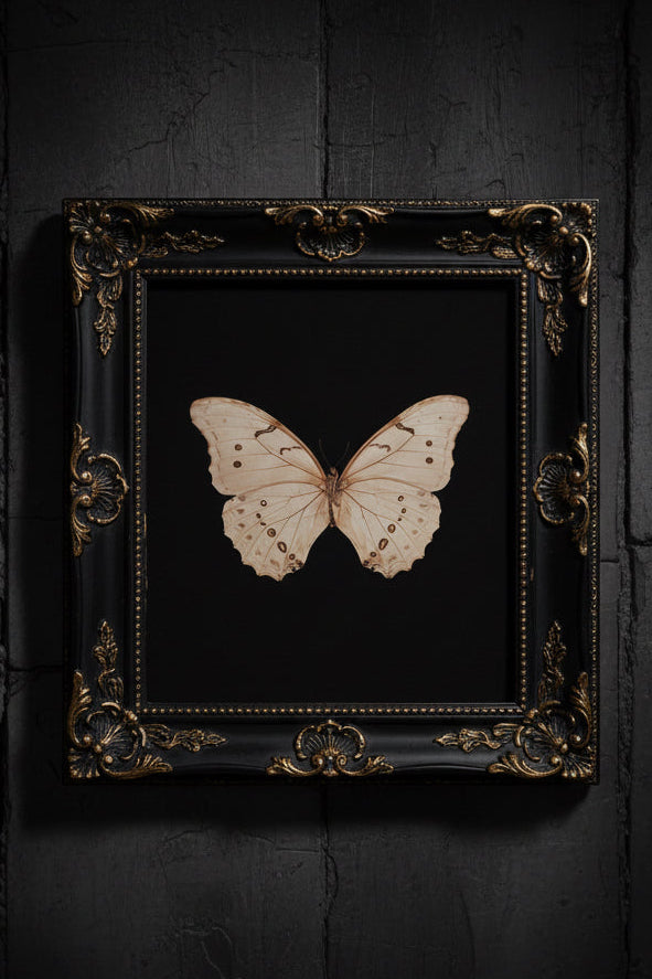 Butterfly with detailed wings on a dark background